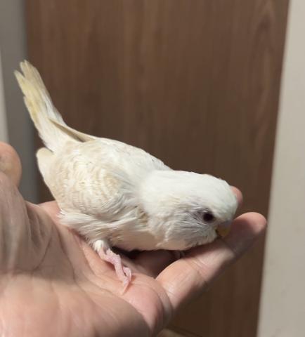 ジャンボセキセイインコ