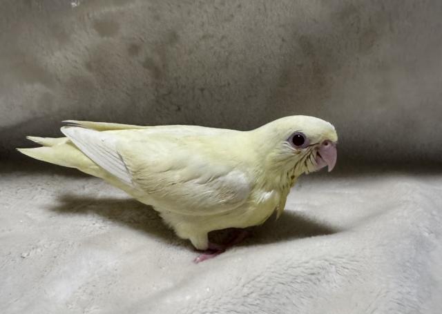 さざなみインコ