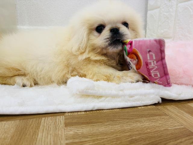 ペキニーズ