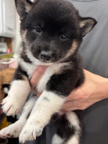 柴犬豆柴