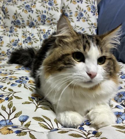 ノルウェージャンフォレストキャット