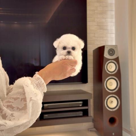 ビションフリーゼ
