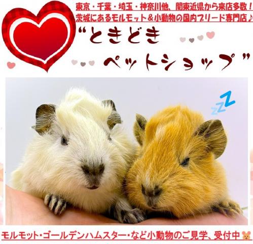 アビシニアンモルモット