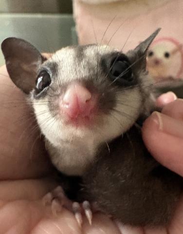 フクロモモンガ　ノーマルhetリューシ