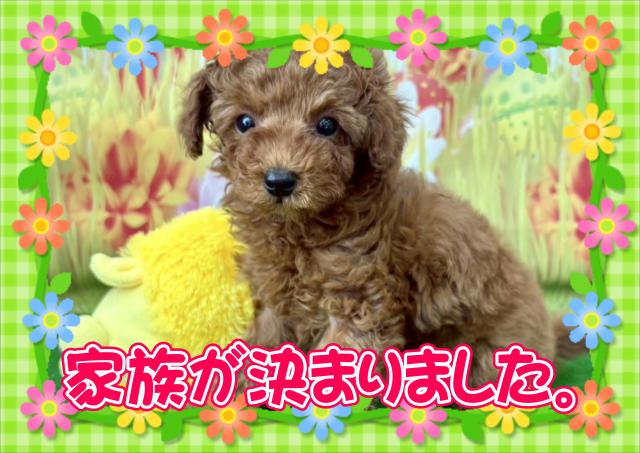 トイプードル
