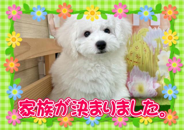 ビションフリーゼ