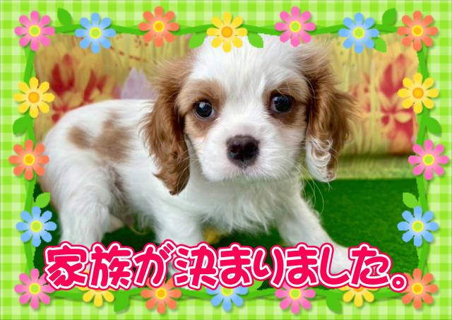 キャバリア