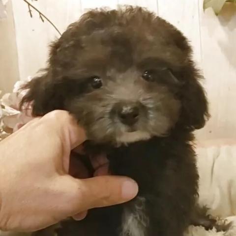 ティーカッププードル