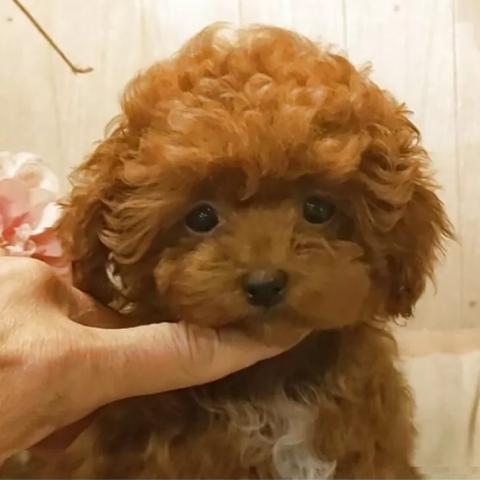 ティーカッププードル