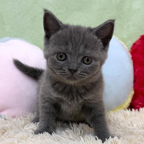 ブリティッシュショートヘア