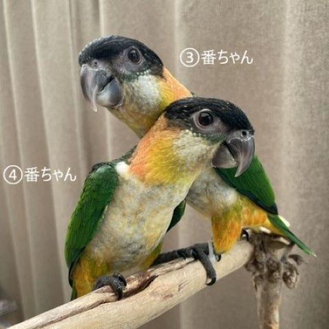 ズグロシロハラインコ