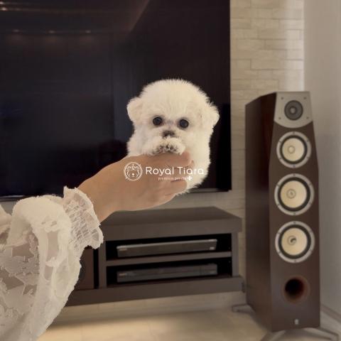 ビションフリーゼ