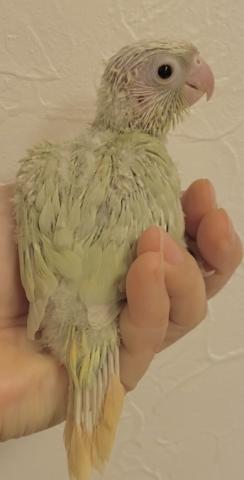 ムーンチーク　ウロコインコ