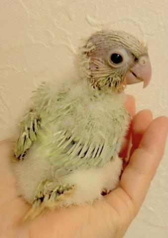 バイオレットミントワキコガネ　ウロコインコ