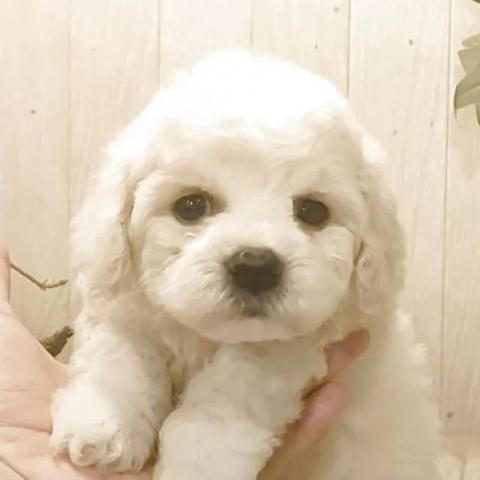 ビションフリーゼ