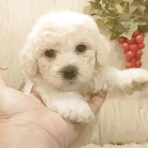 ビションフリーゼ