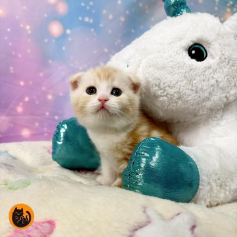スコティッシュフォールド
