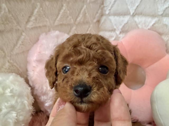 トイプードル