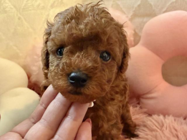 トイプードル
