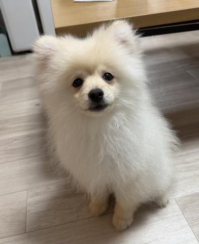 ポメラニアン