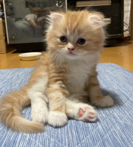 フォールデックス