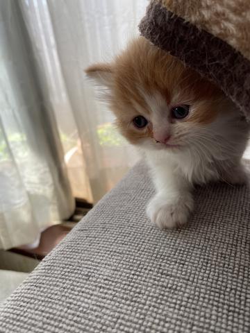フォールデックス