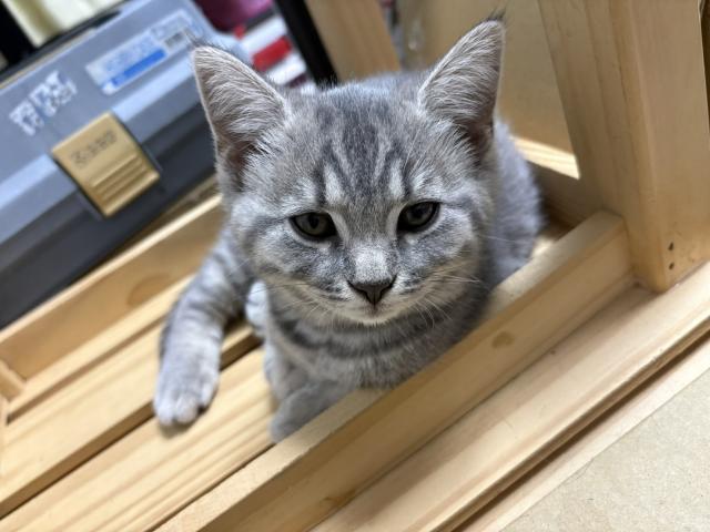 ブリティッシュショートヘアブリティッシュショートヘア✖スコティッシュホールドのミックスです