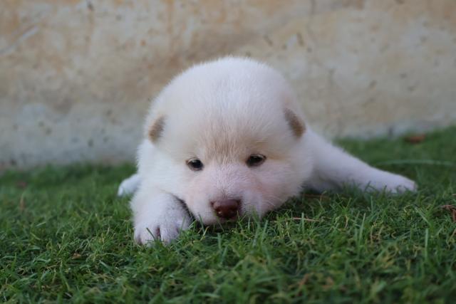 柴犬