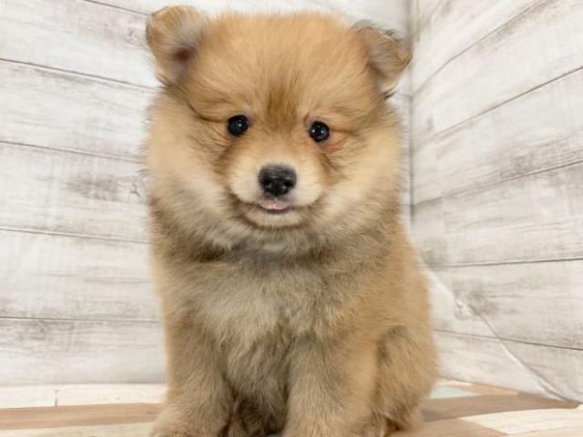 ポメラニアン