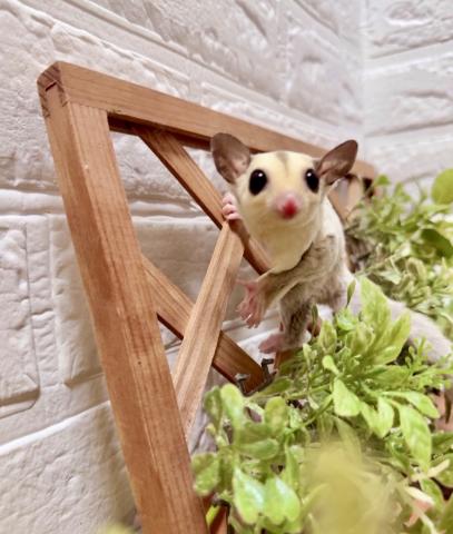 プラチナhetクリミノ、リューシG52