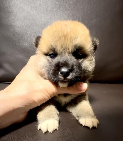 柴犬豆柴