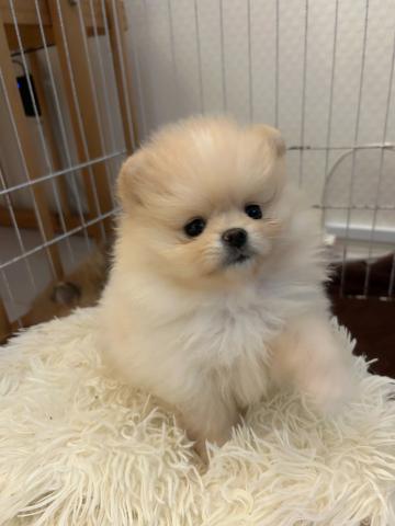 ポメラニアン