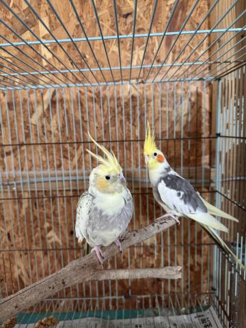 オカメインコペア2歳