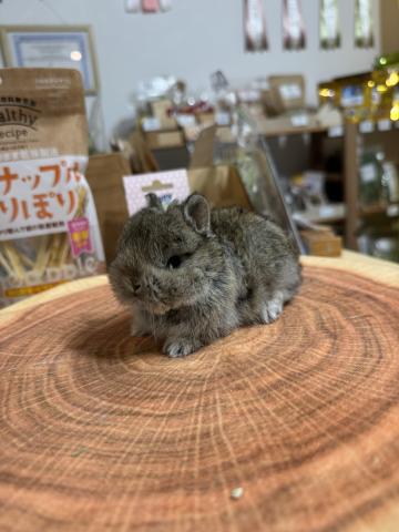 ネザーランドドワーフ
