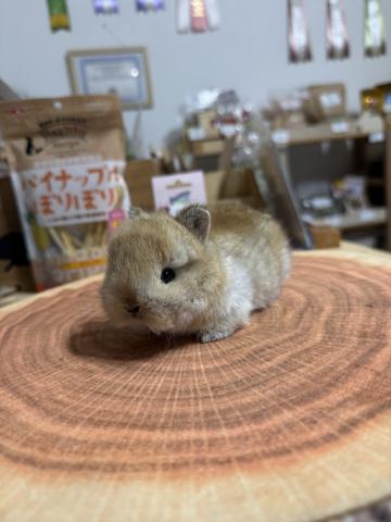 ネザーランドドワーフ