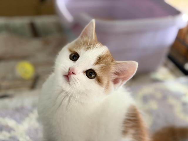 スコティッシュフォールド