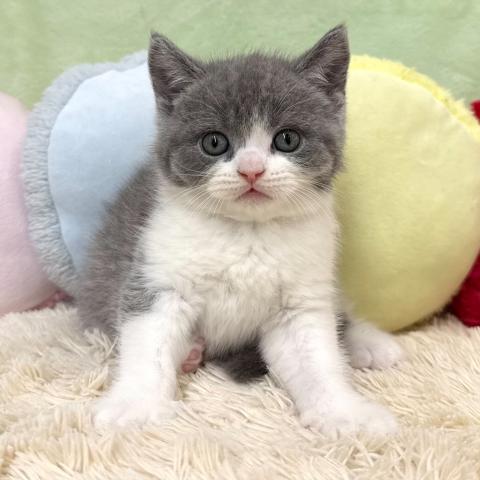 ブリティッシュショートヘア