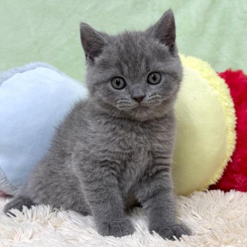 ブリティッシュショートヘア