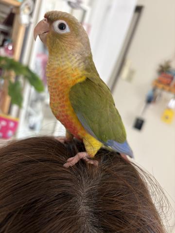 ウロコインコ