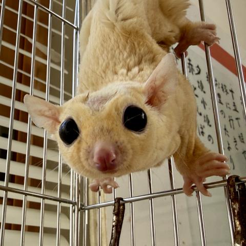 フクロモモンガ リューシ
