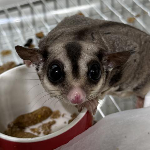 フクロモモンガ ノーマル