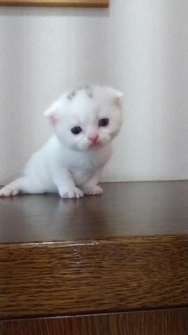 スコティッシュフォールド