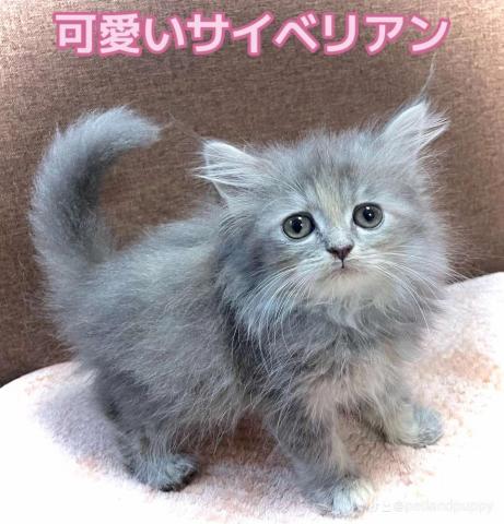 サイベリアンレアカラー💕ブルークリームタビーの可愛い子💕 【国内シェアNo1系統の一流のサイベリアン】即お迎えできます🌸GWの思い切り特価🌸お迎え総額168,000円🌸今なら更にお得に🌸お問い合わせ8件入ってます🌸