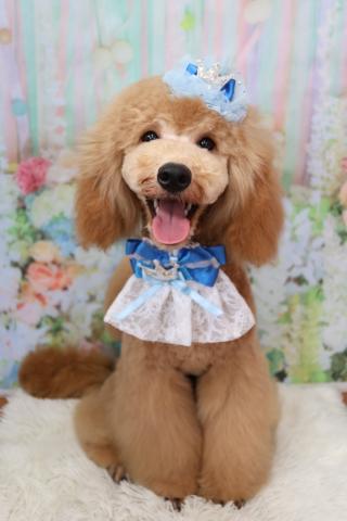 ミディアムプードル