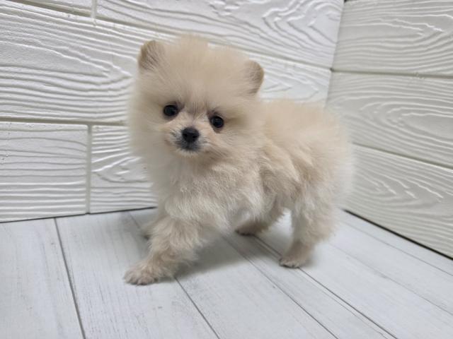 ポメラニアン