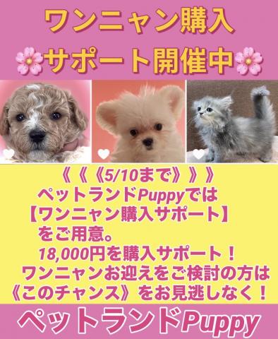 サイベリアンレアカラー💕ブルークリームタビーの可愛い子💕 【国内シェアNo1系統の一流のサイベリアン】即お迎えできます🌸