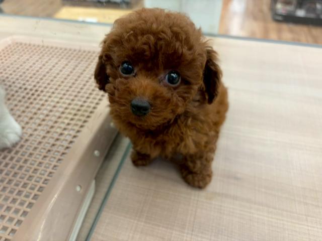 トイプードル