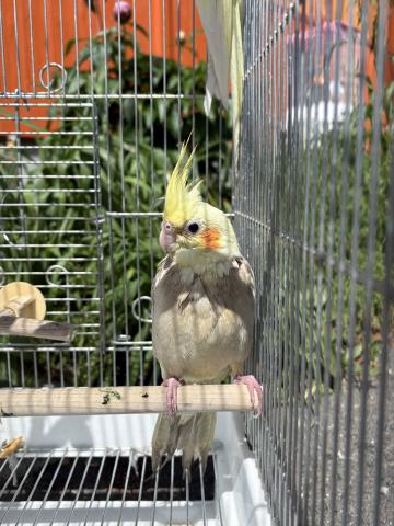 オカメインコ