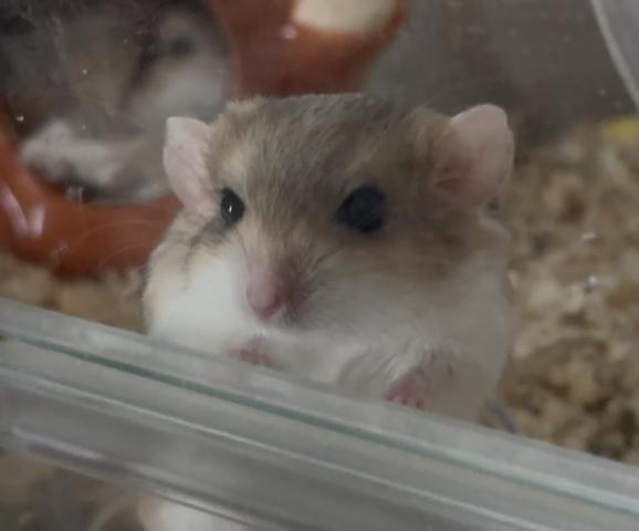 ファットテールジャービル（マカロニマウス）