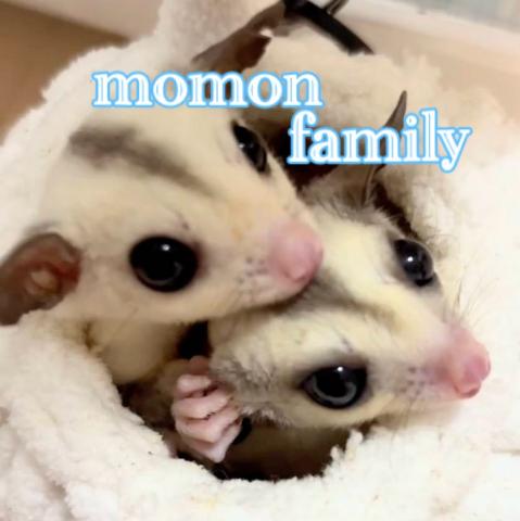 momonfamily